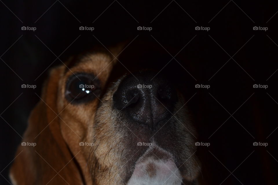 Beagle in the dark