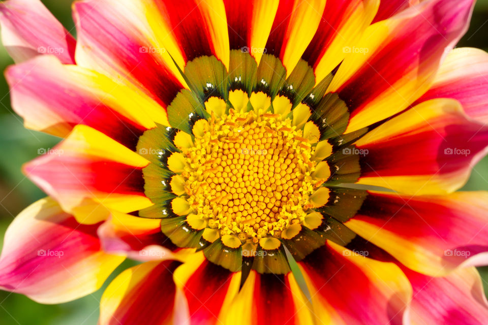 Gazania flower closeup in India