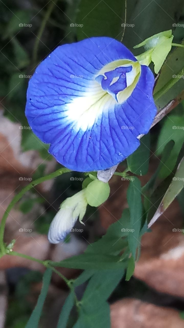 This flower is very beautiful and nature