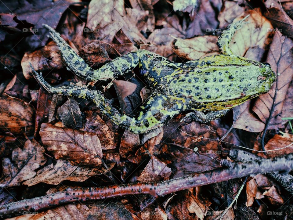 A colourful dead frog 