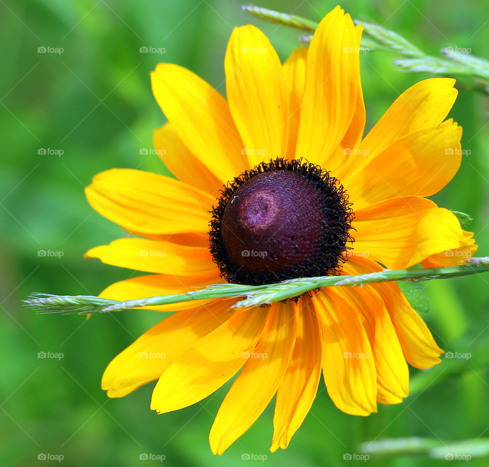 Spring yellow flowers just bloomed in Spring with vivid colors. 