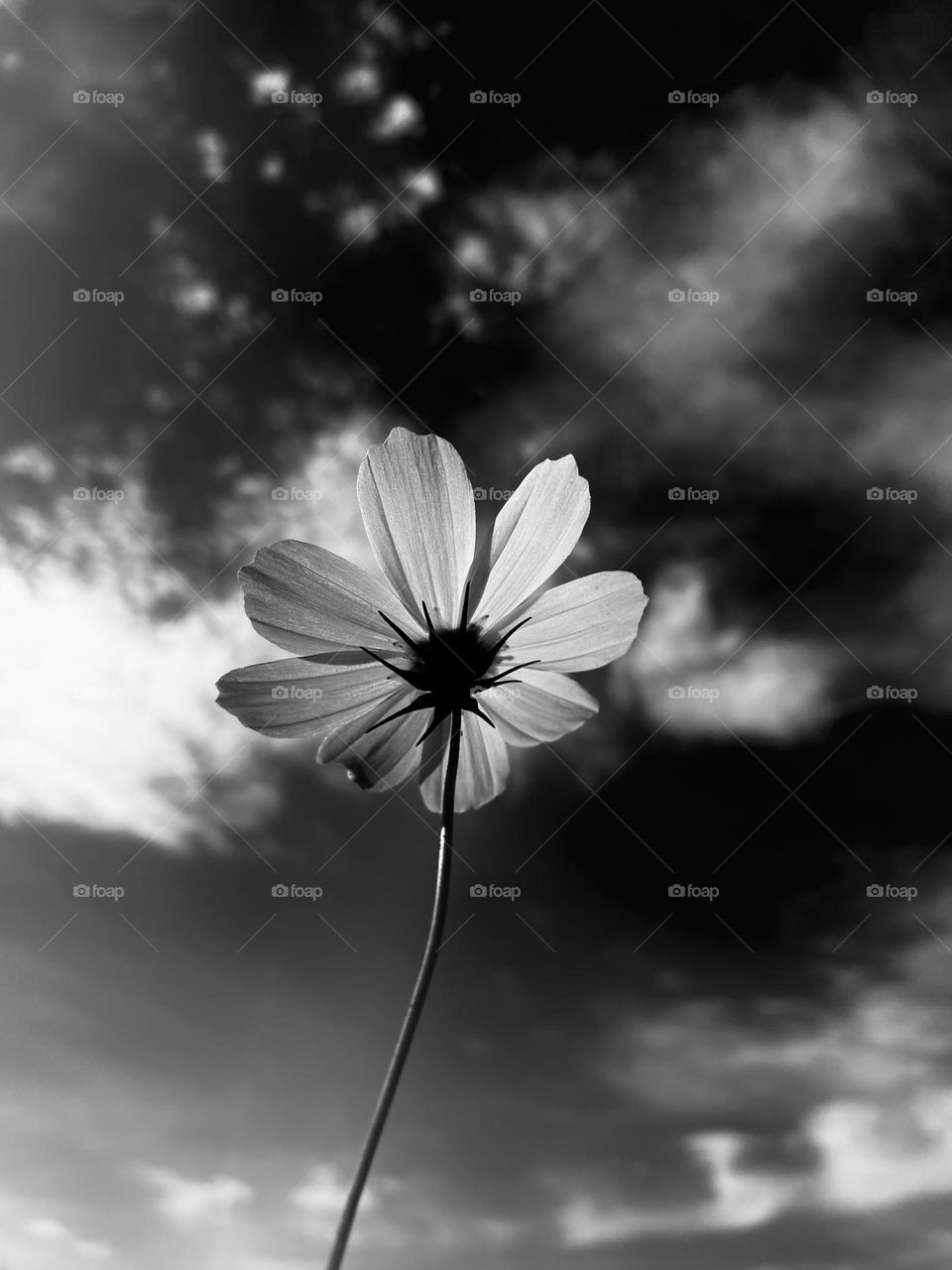 Black and white Cosmos Flower…