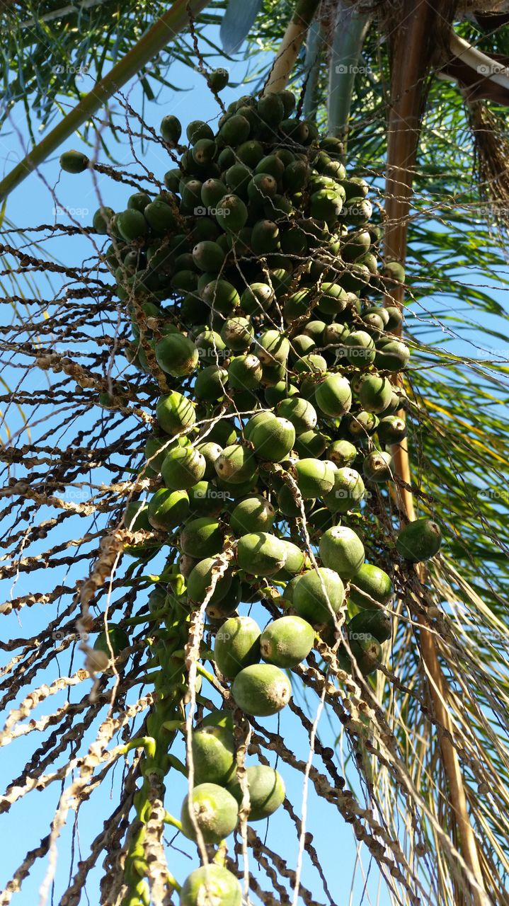 Low angle view of coconut tree