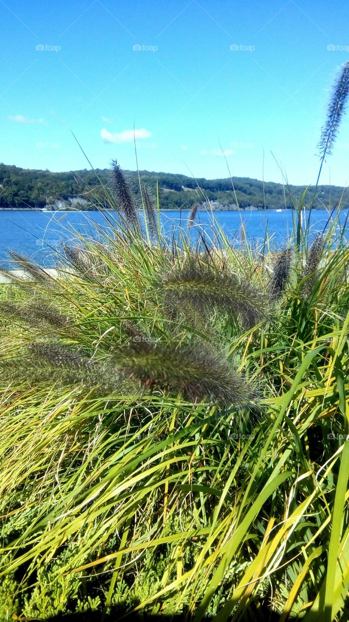 Grass and bushes