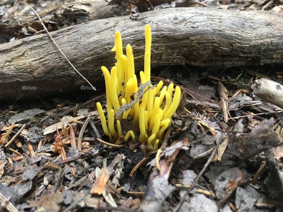 Yellow Club Fungus (Clavulinopsis helvola). A mushroom in the forest, Cochrane Lane, Welsford NB. 