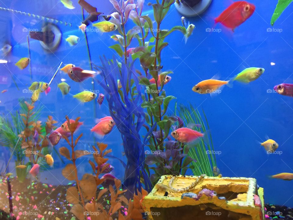 Fish. Neon aquarium 