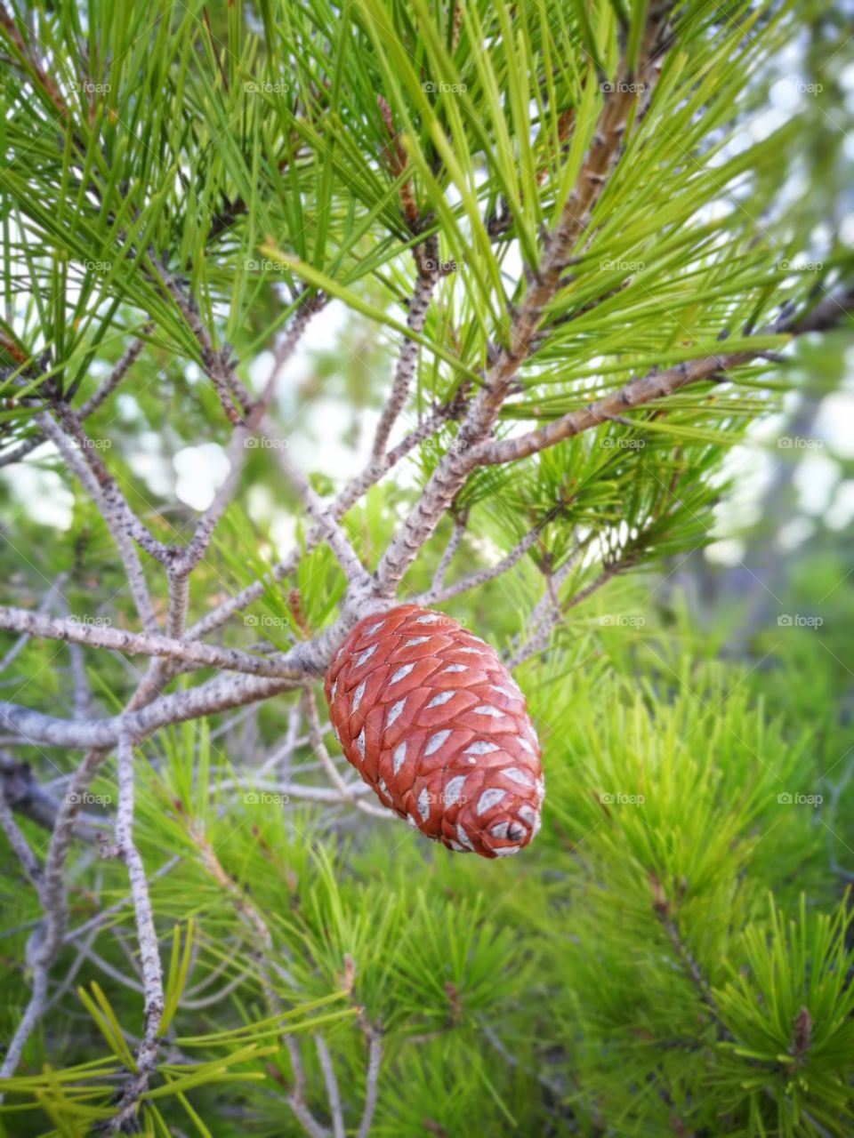 pinecones