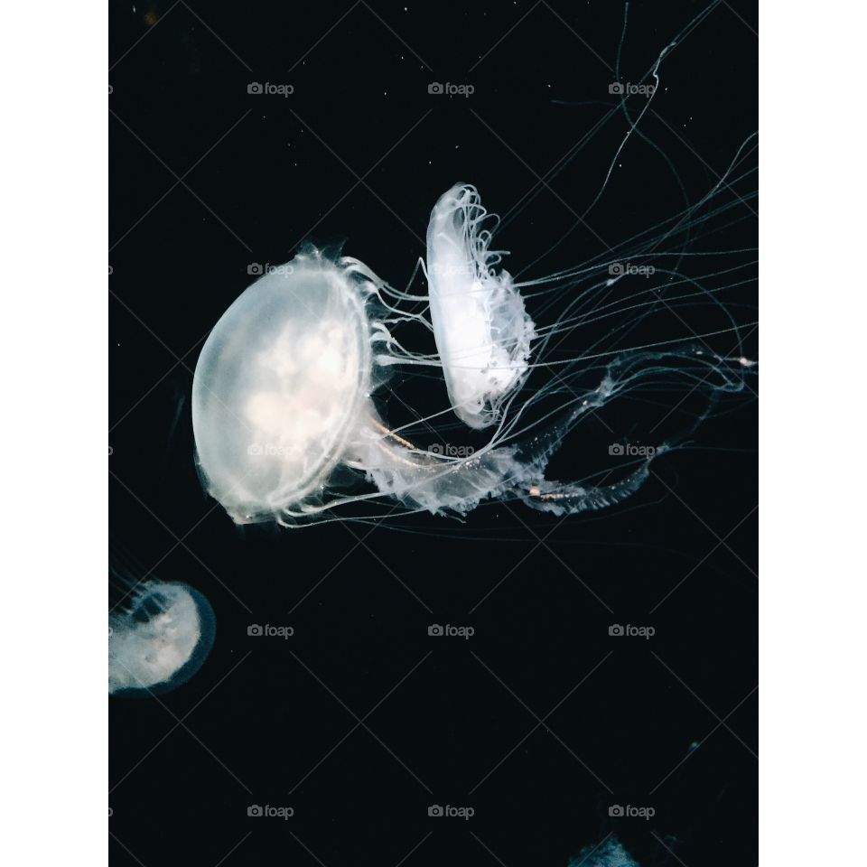 Jellyfish, Underwater, Desktop, Nature, Motion