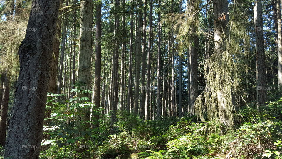 sun dappled trees