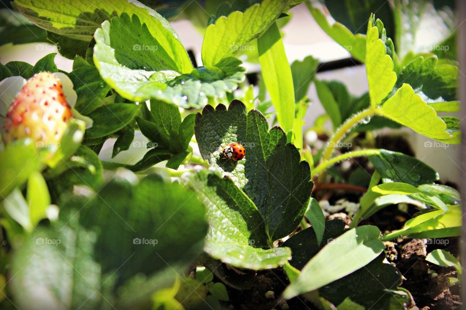 Lady bug in strawberry plant in school garden
