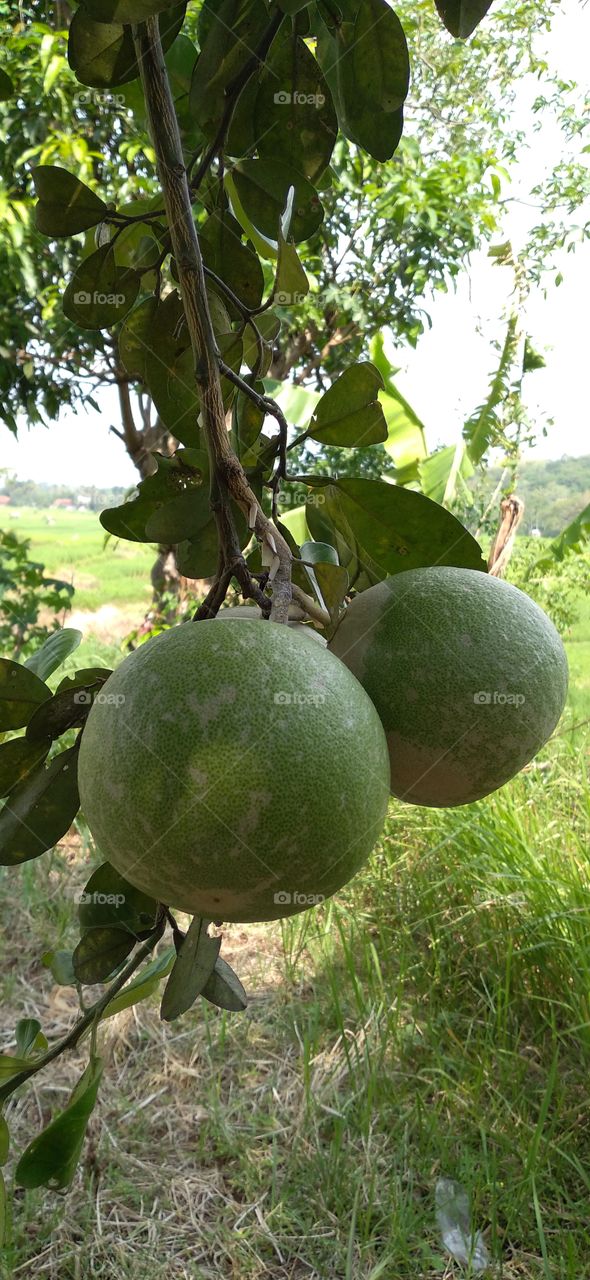 Large oranges, or pomelos, are the largest fruit-producing oranges. The name "pomelo"