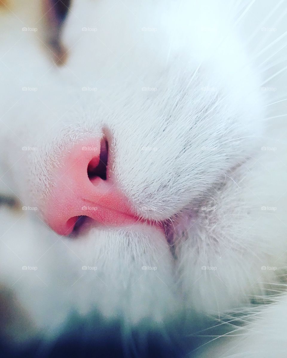 Cat pink nose close shot
