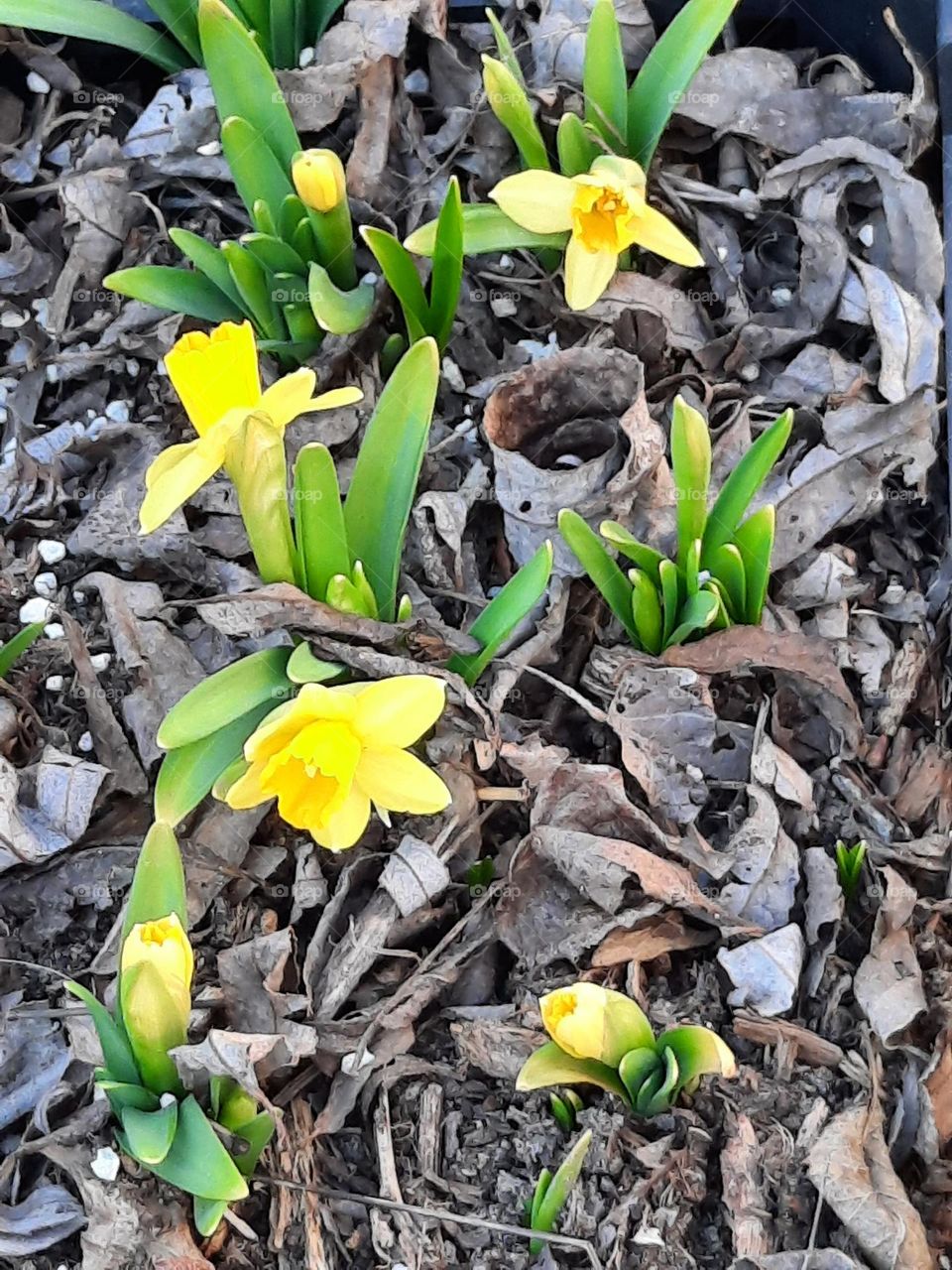 this is spring with daffodils