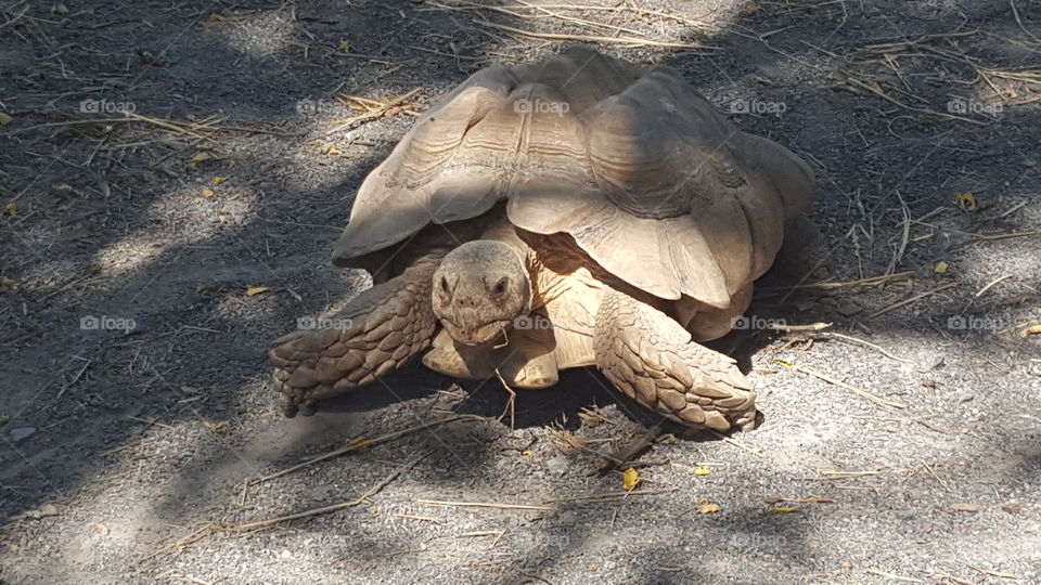 High angle view of tortoise