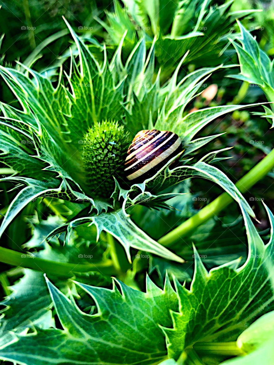 Snail shell in the green flower! 