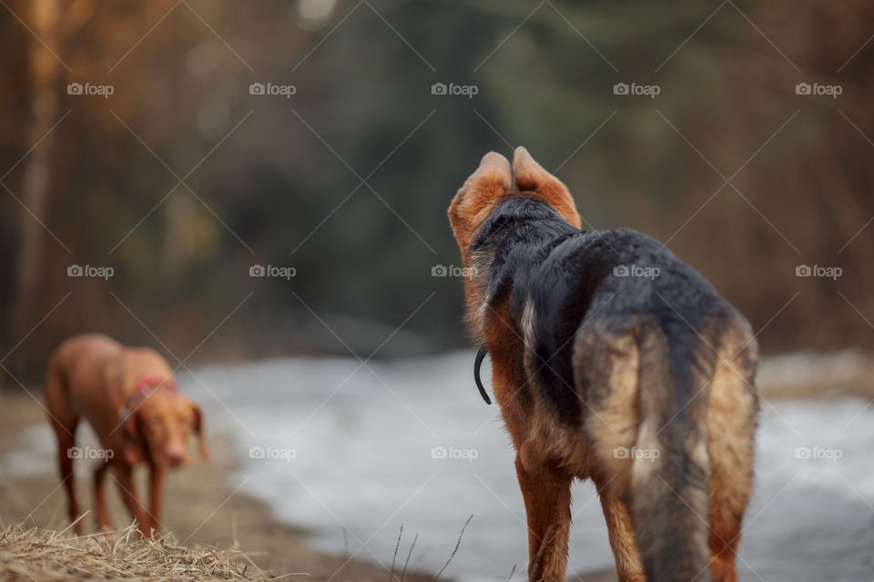 German shepherd young male dog playing with Hungarian vizsla dog outdoor at a spring evening