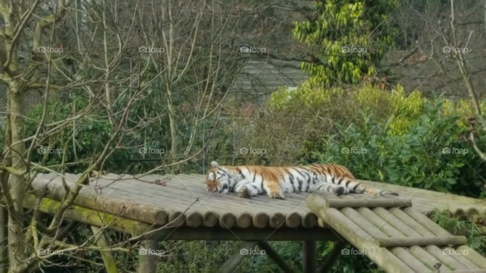 Gorgeous black white and orange tiger sleeping and resting in his domain