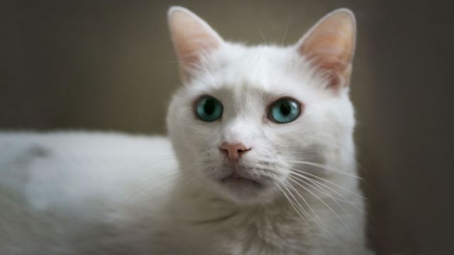 cat