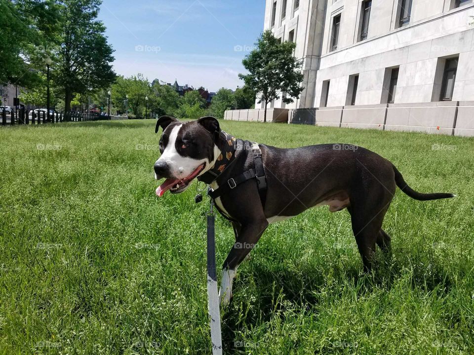 A happy pitbull mix on a walk in Washington, DC on a sunny day.