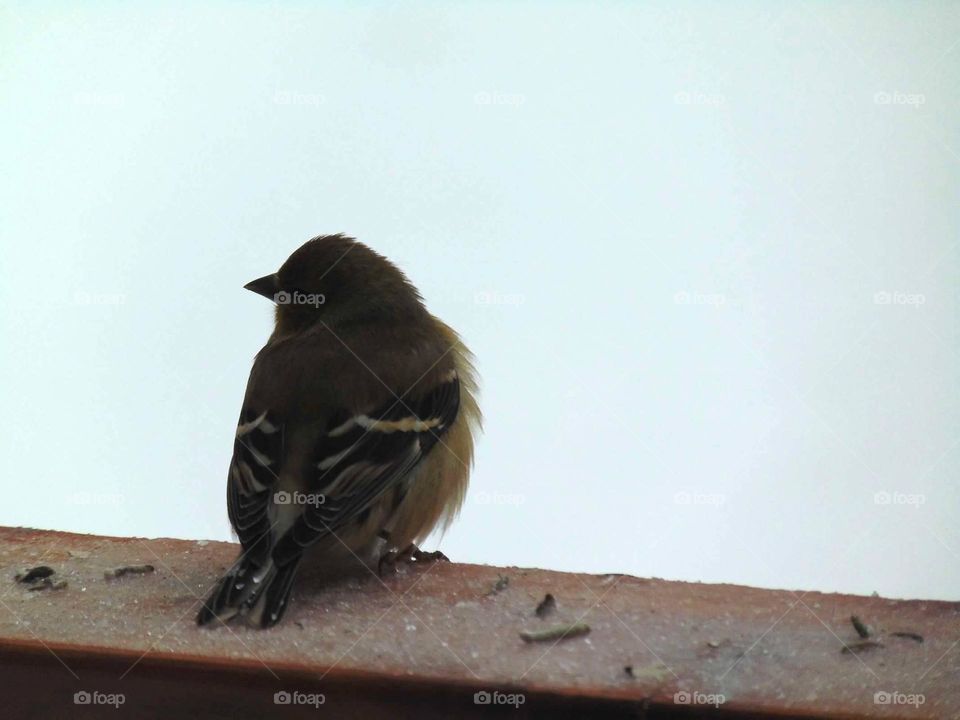 Tiny fluffy finch 