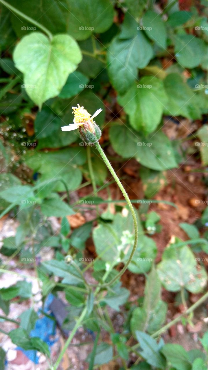 lovely flower of long stem