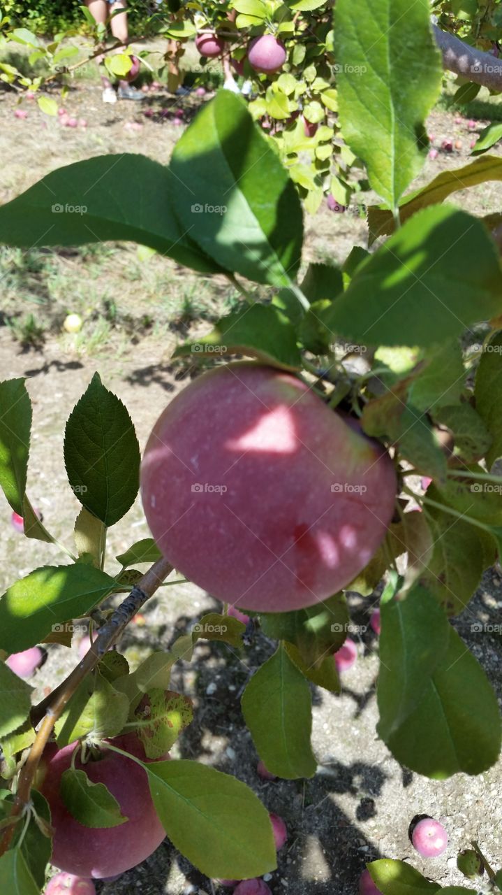 Apple in the orchard