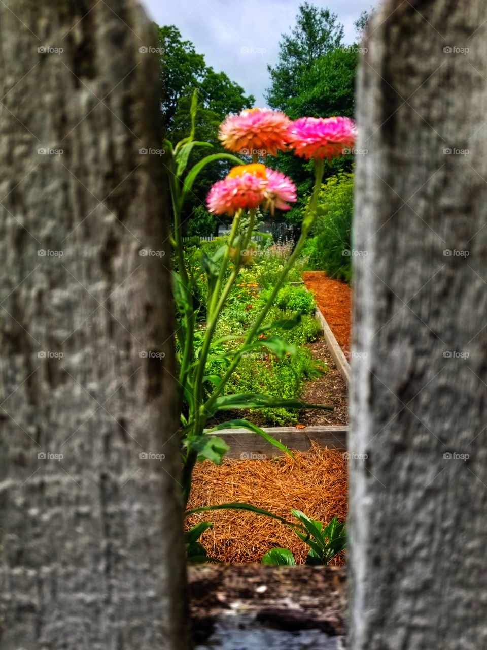 peeking at flowers