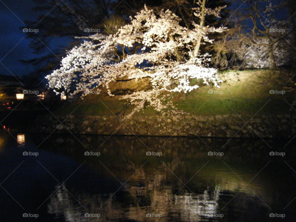 Cherry blossom tree and reflection.