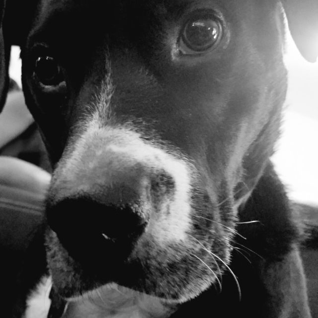 cute puppy