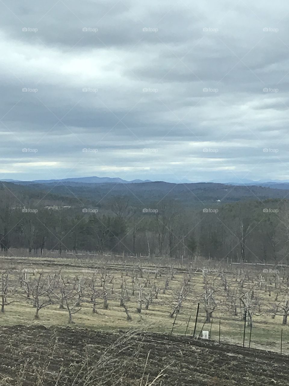 Orchard at winter’s end with White Mountain range in the distance