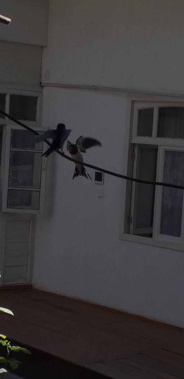 swallow