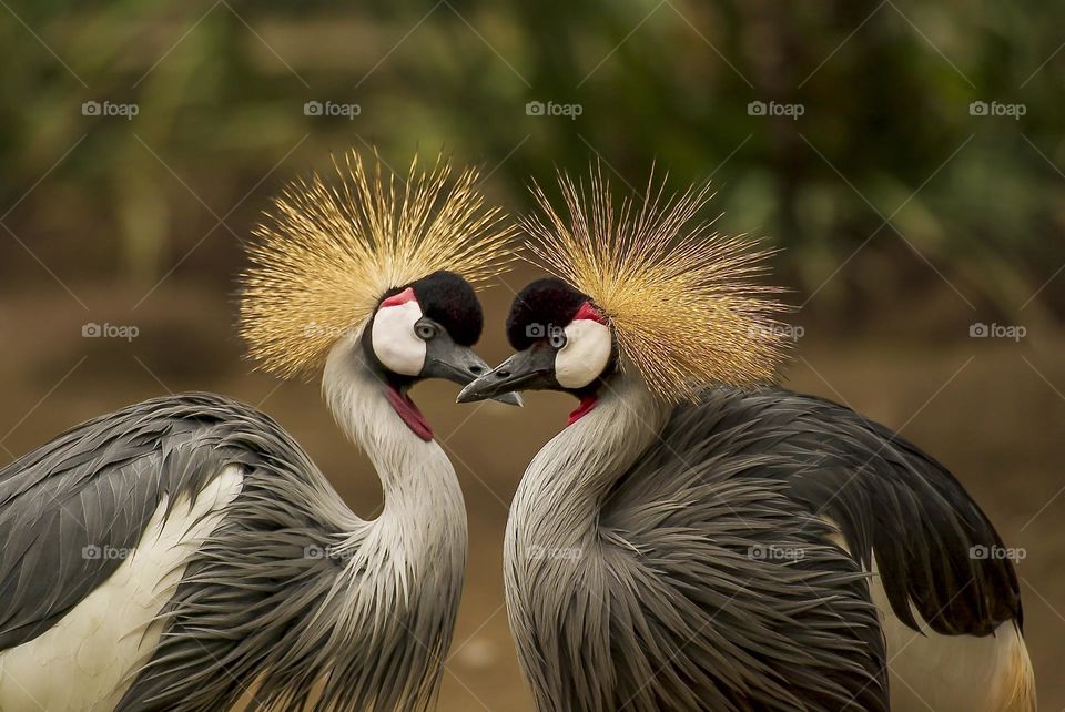 beautiful birds together