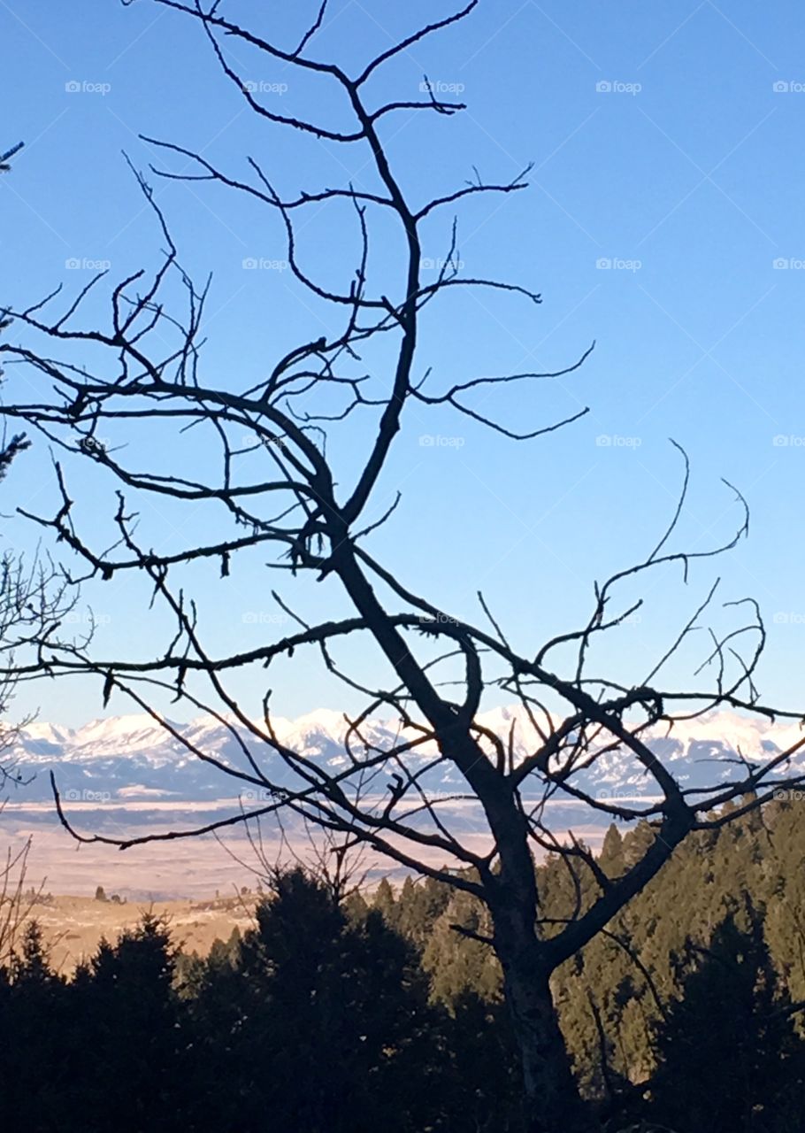 Look beyond the tree’s