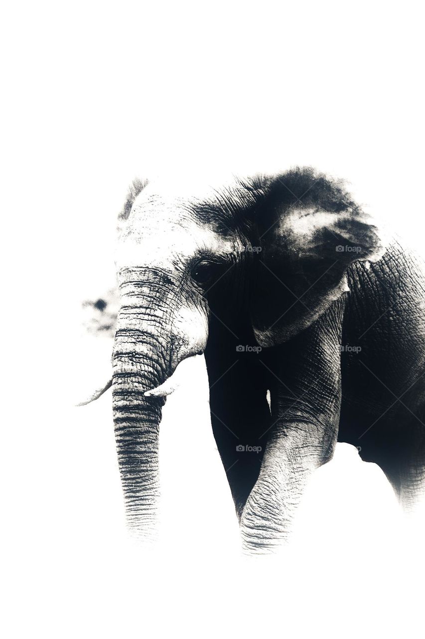 elephant photo art. edited photo.