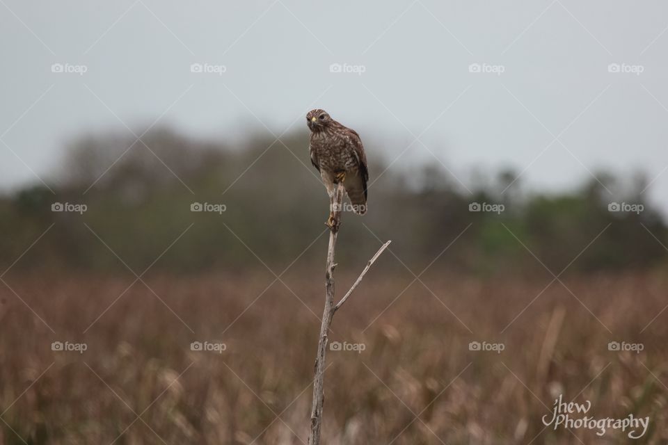 Red shouldered Hawk