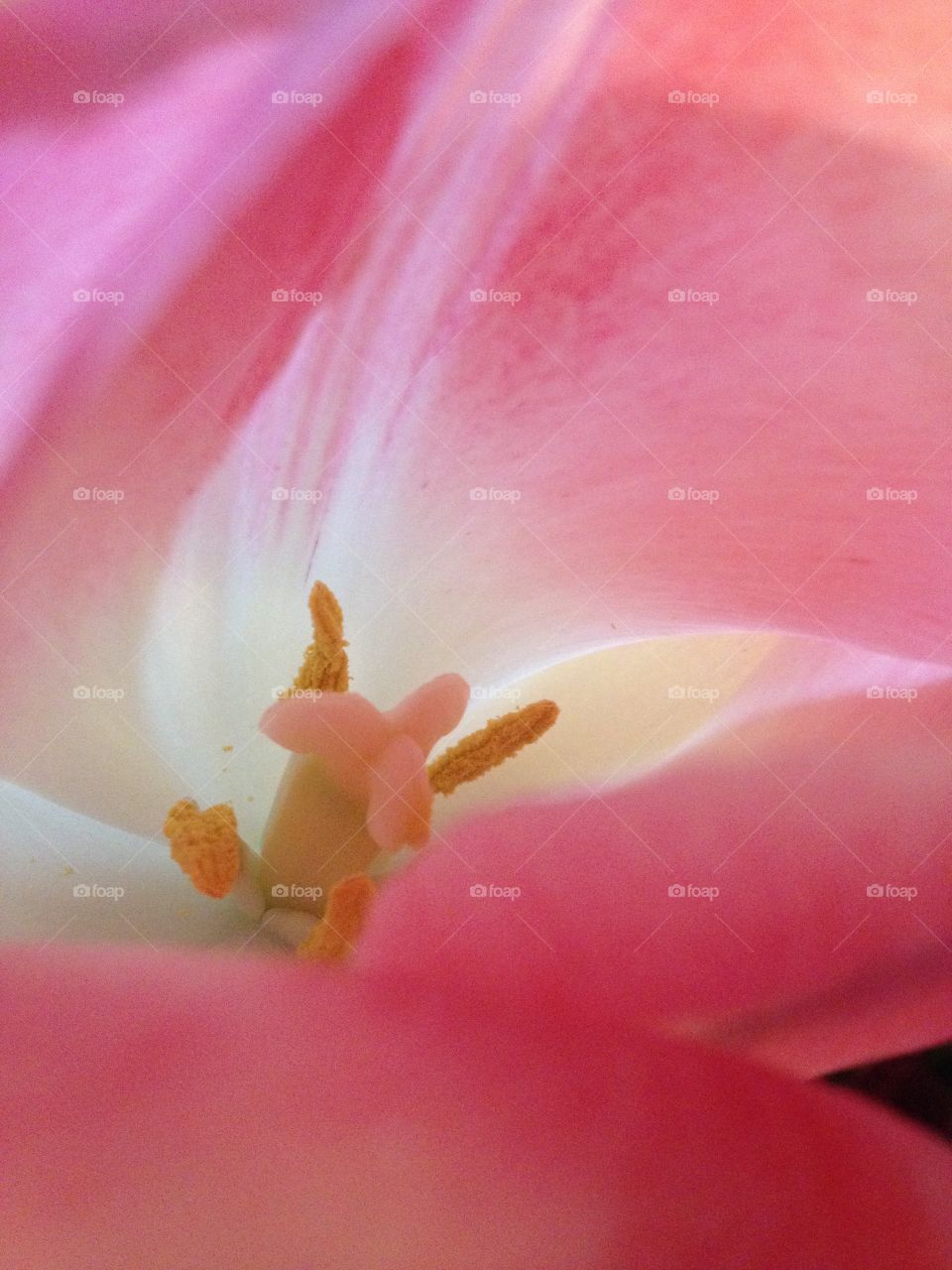 Inside. Beautiful pink Tulip blossoming 