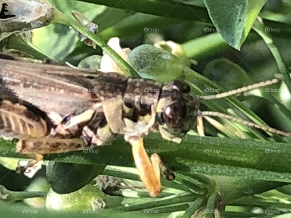 Grasshopper in hiding