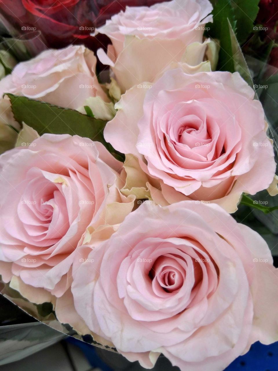 Pink roses