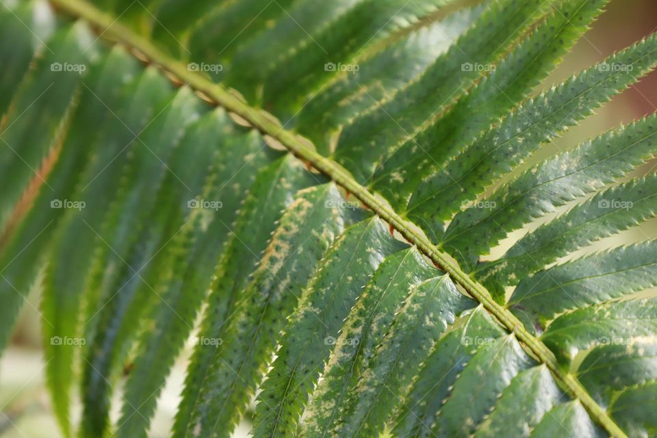 Green fern leaf closeup 