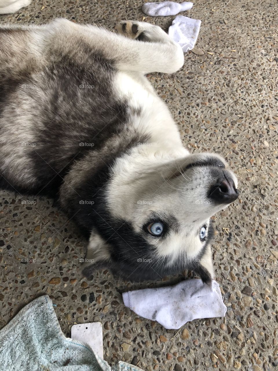 Siberian husky starlet