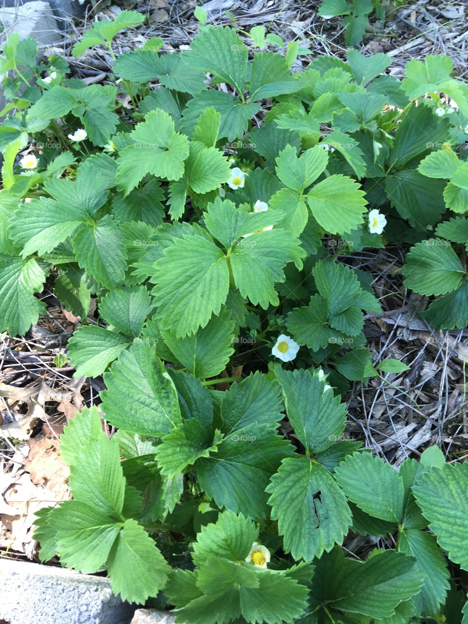 Strawberry plants are blooming which means strawberries! Planted last year for a good crop this year.