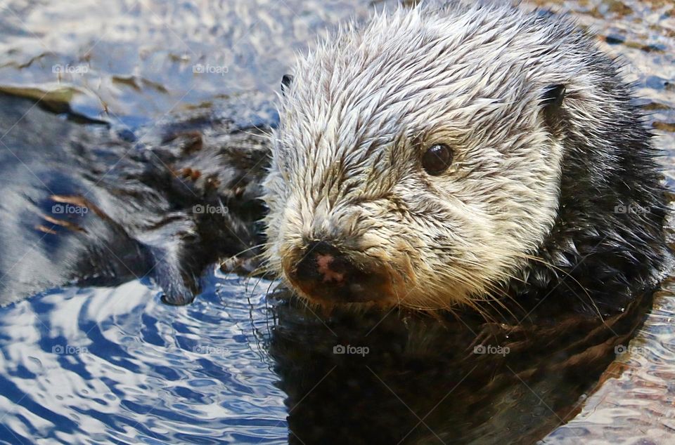 A furry little sea otter observes it’s surroundings at the Point Defiance Zoo and Aquarium in Tacoma, Washington 