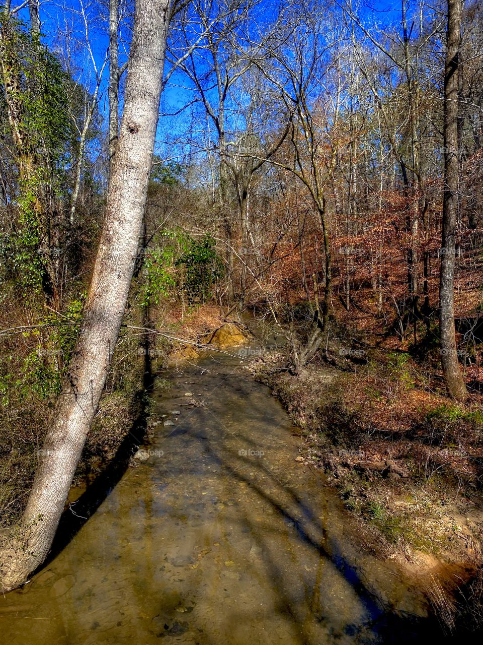 Creek At Midday 