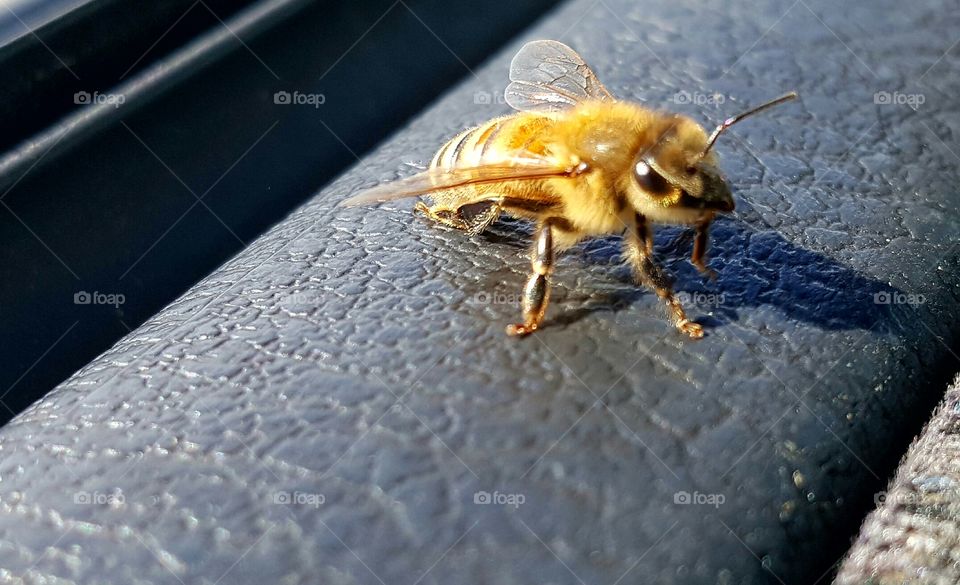 bee on my window frame