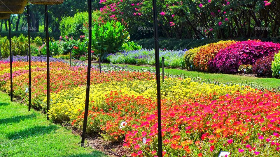 View of blossoming flowers