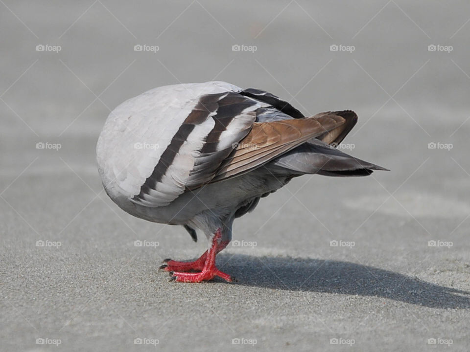 bird on beach