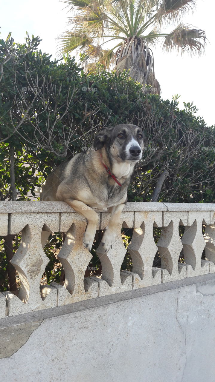 perro mirando. como va