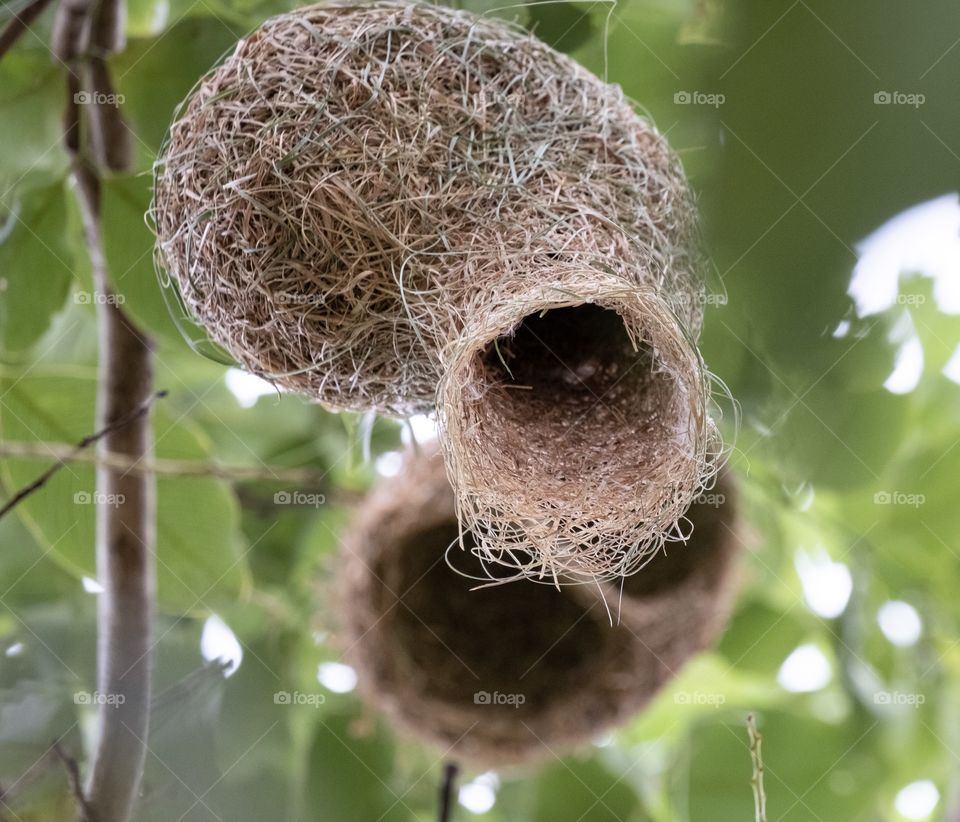 Amazing Natural bird nest on tree
