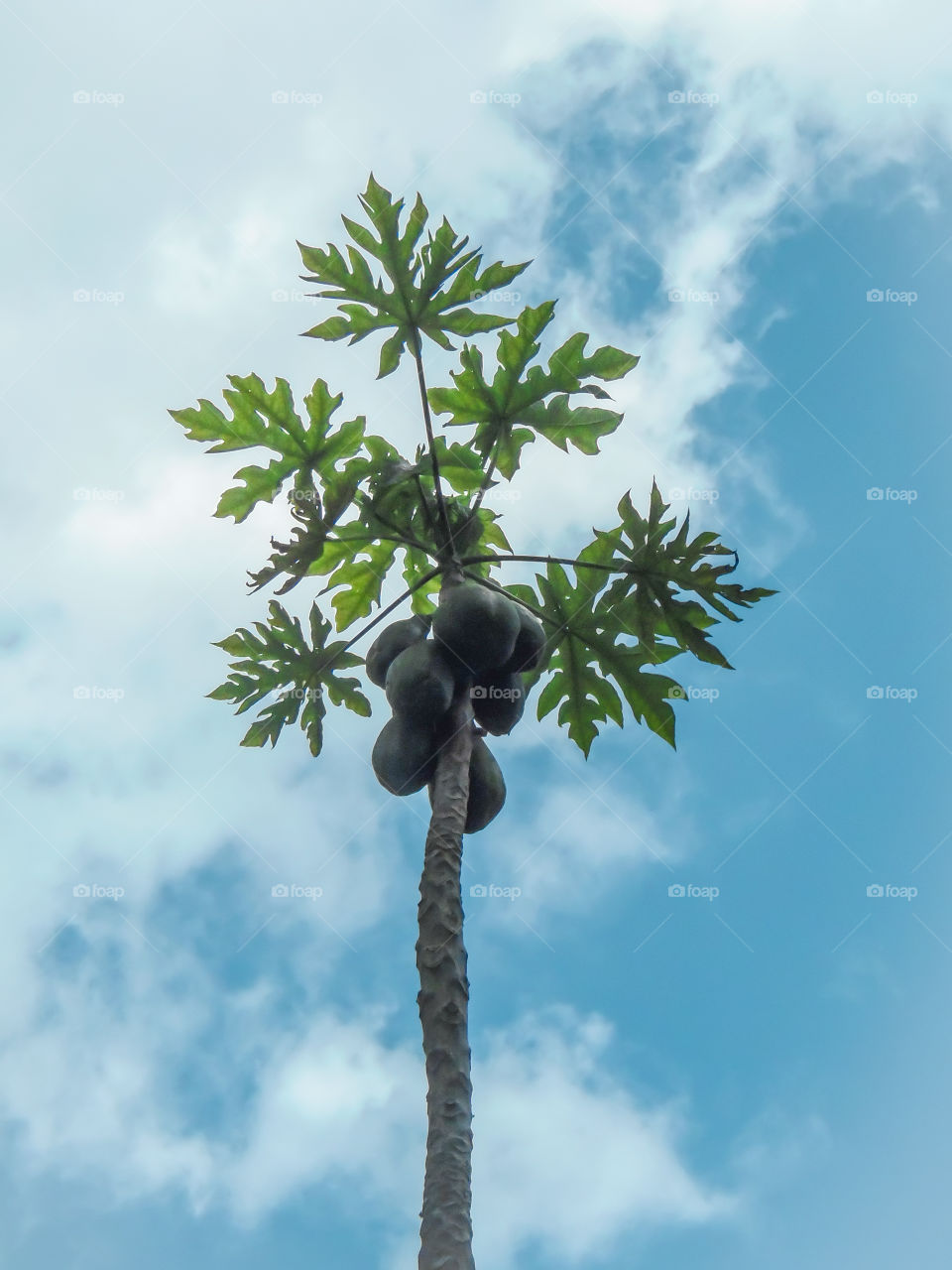 Coconut tree