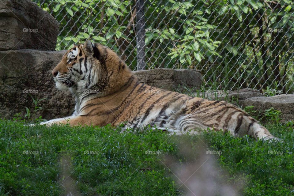 Relaxing tiger